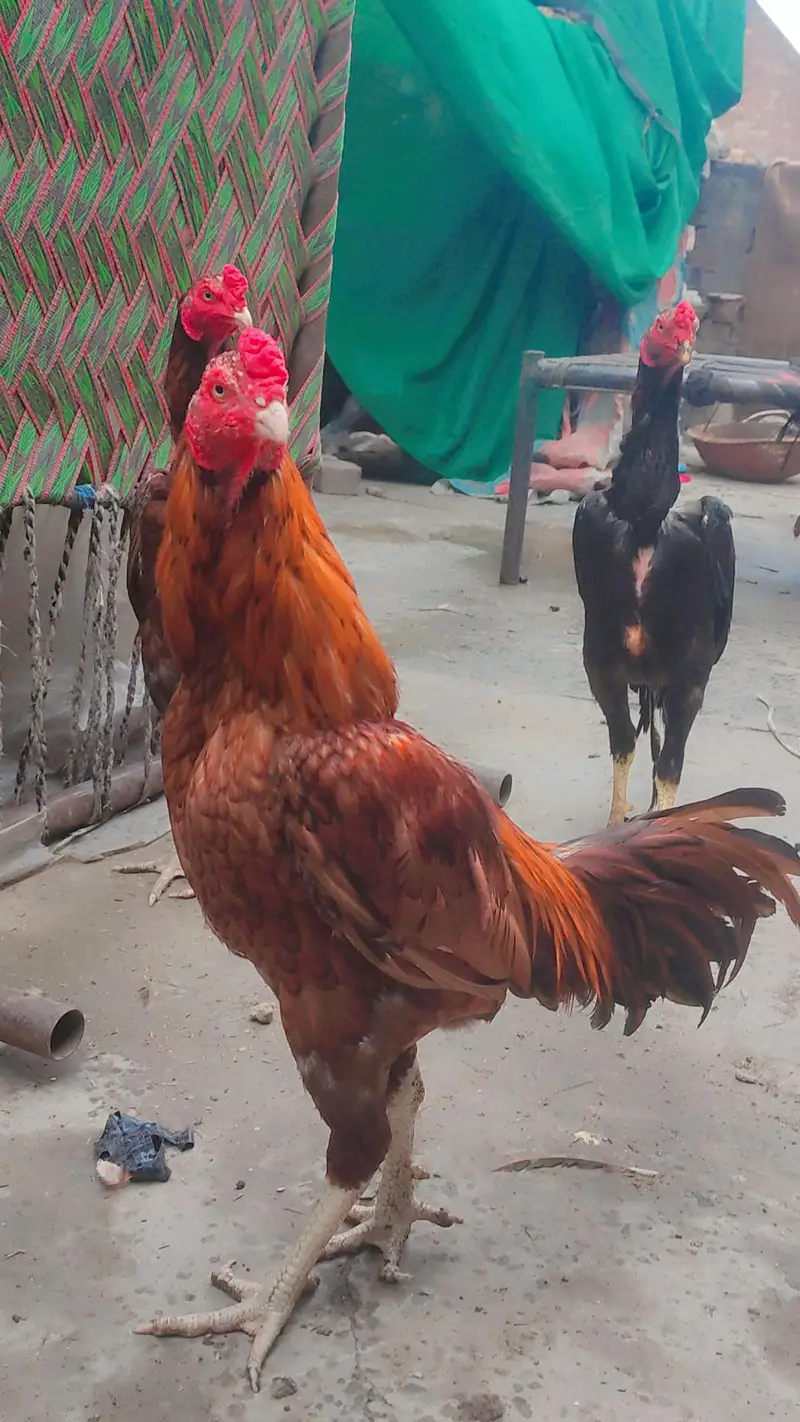 lakha aseel male — photo 4