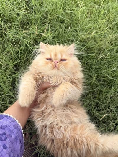 Peke face kitten