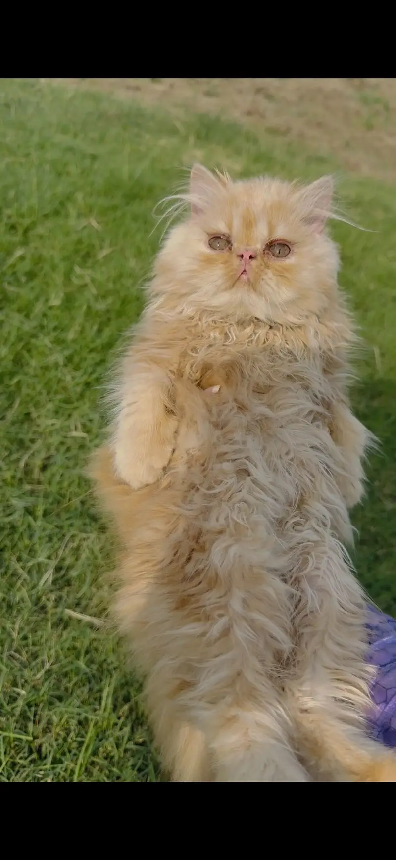 Peke face kitten — photo 2