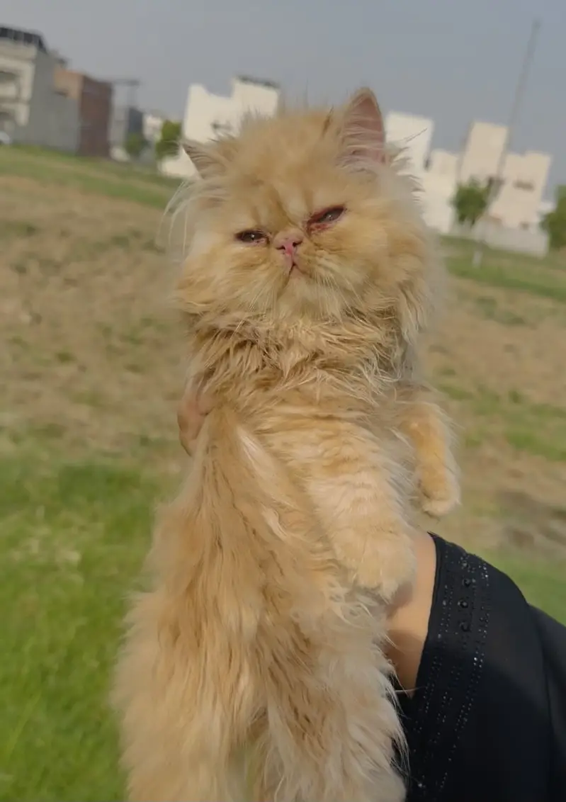 Peke face kitten — photo 3