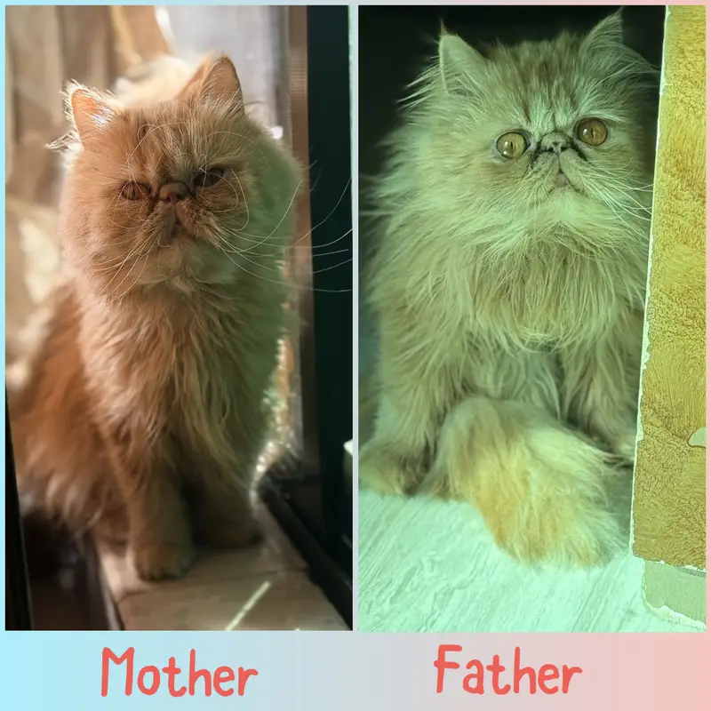Peke face kitten — photo 4