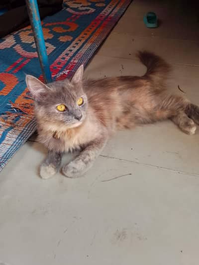 sawete