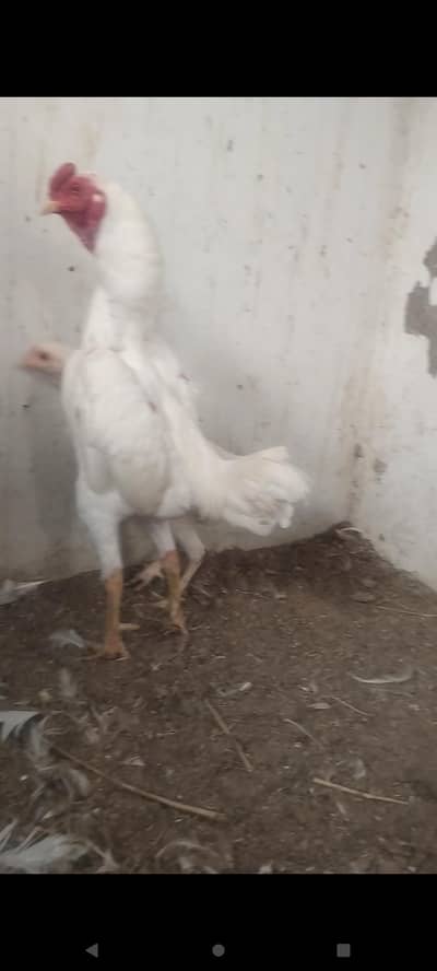 ko Shamo 03232216041
