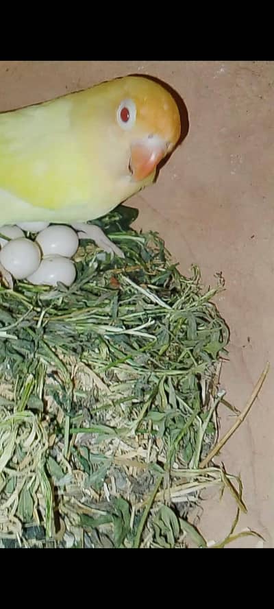 love bird mutation