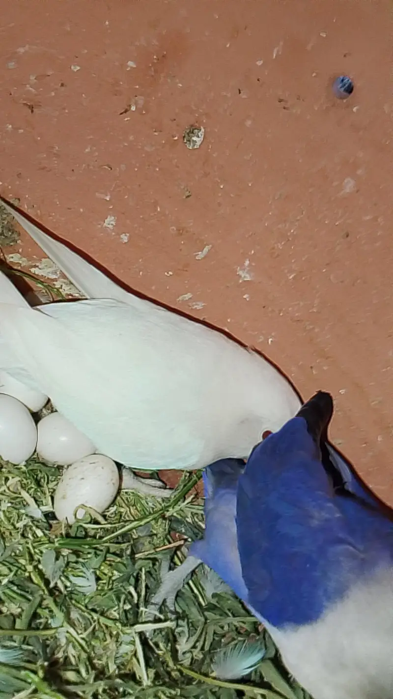 love bird mutation — photo 2