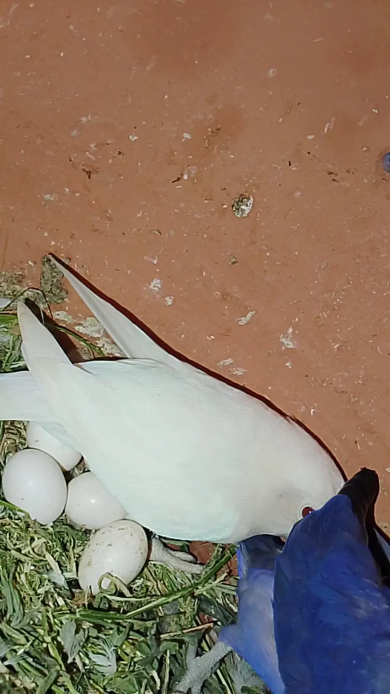love bird mutation — photo 3