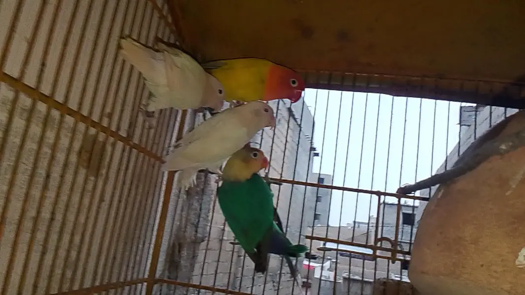 love bird mutation — photo 4