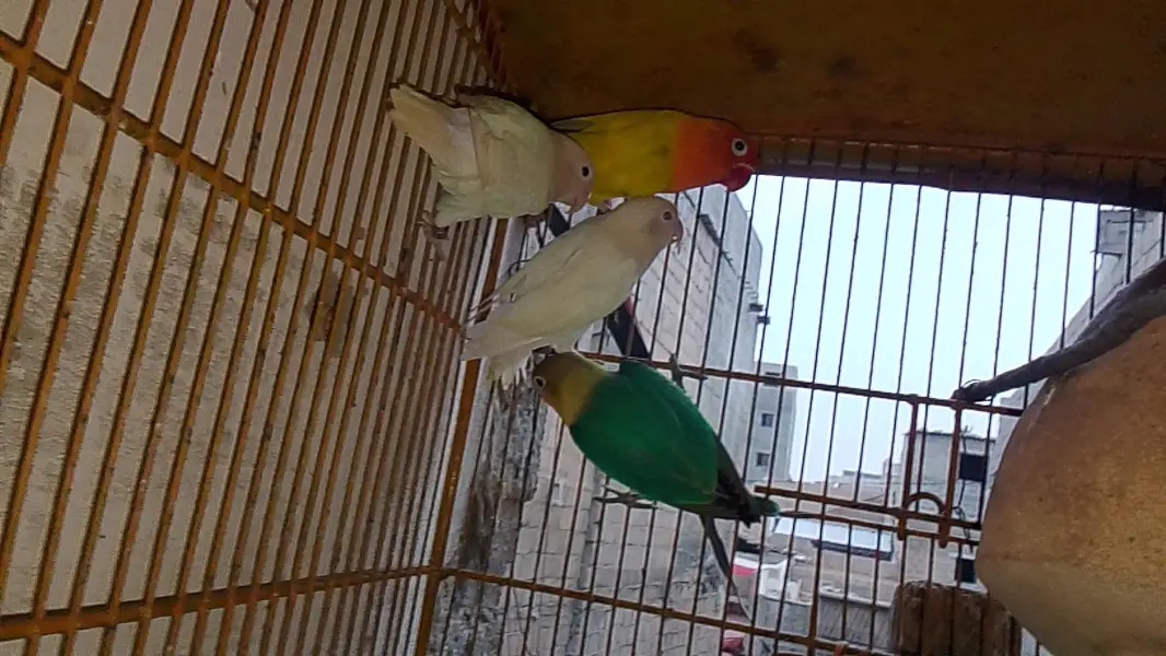 love bird mutation — photo 5