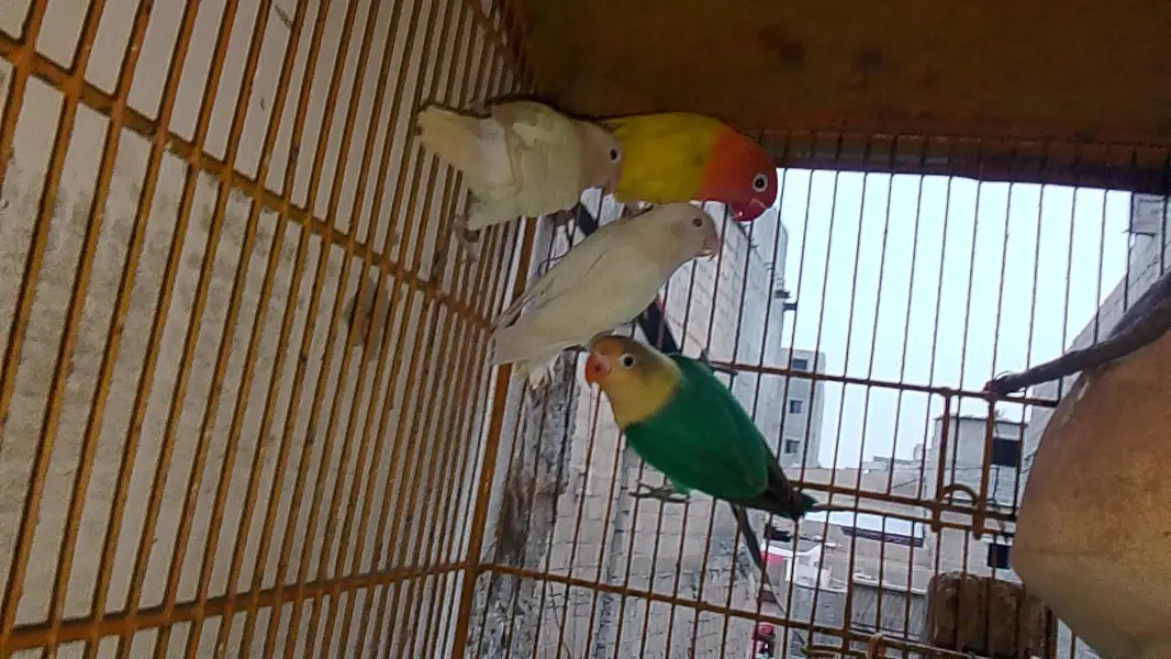 love bird mutation — photo 6