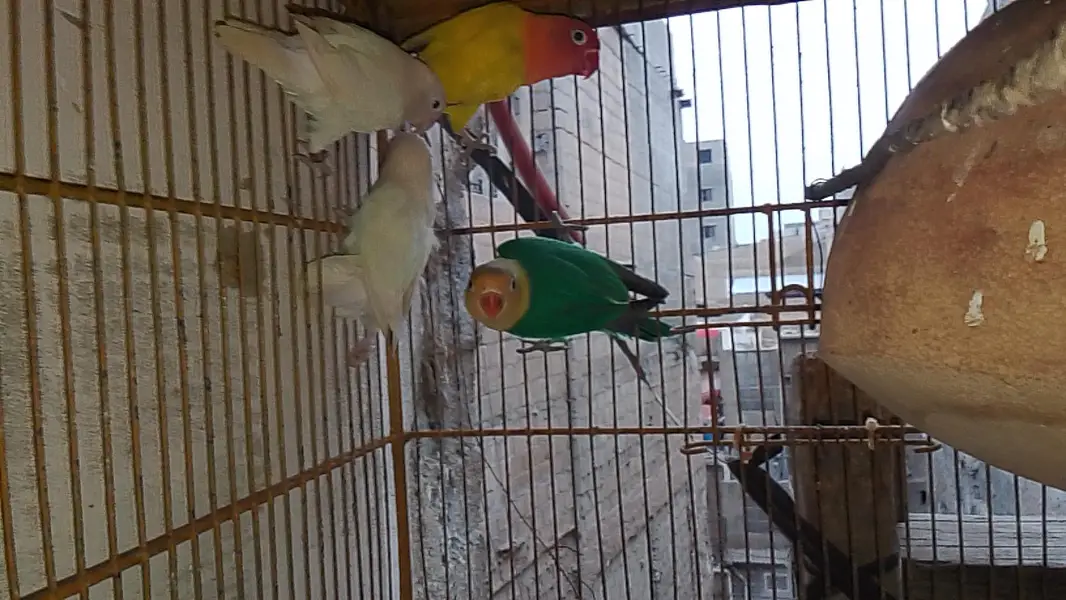 love bird mutation — photo 7