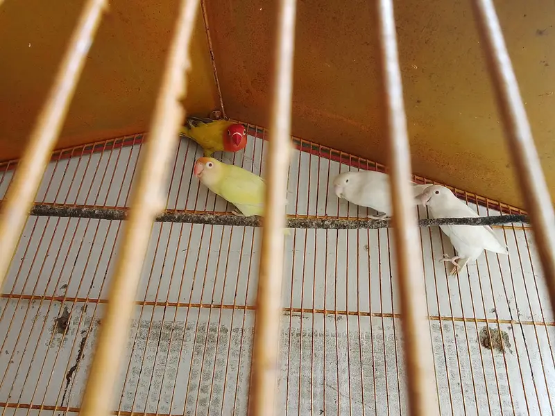 love bird mutation — photo 8