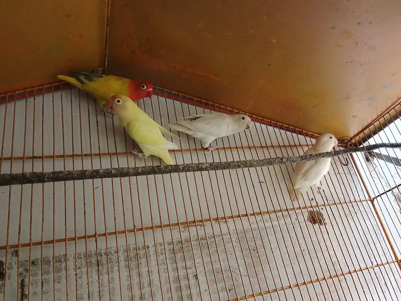 love bird mutation — photo 9