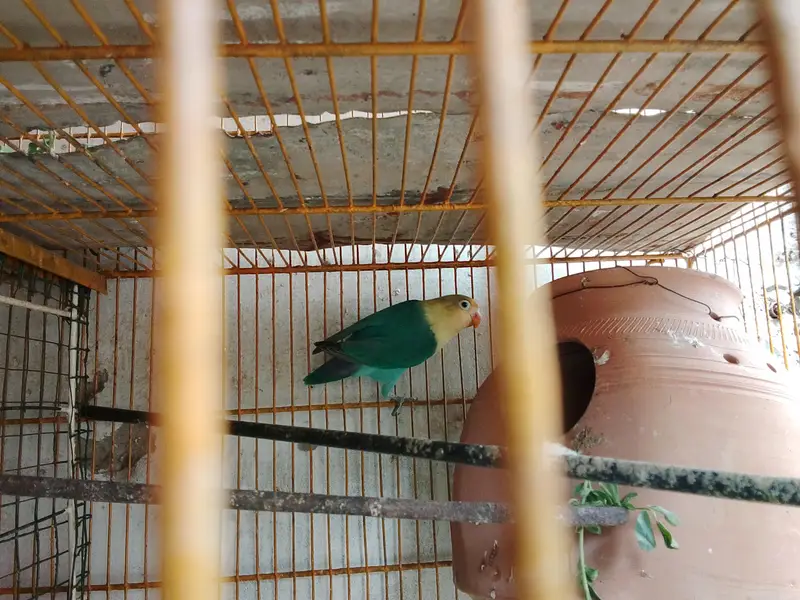 love bird mutation — photo 10