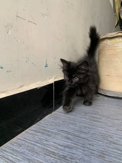 Persian kitten for sale