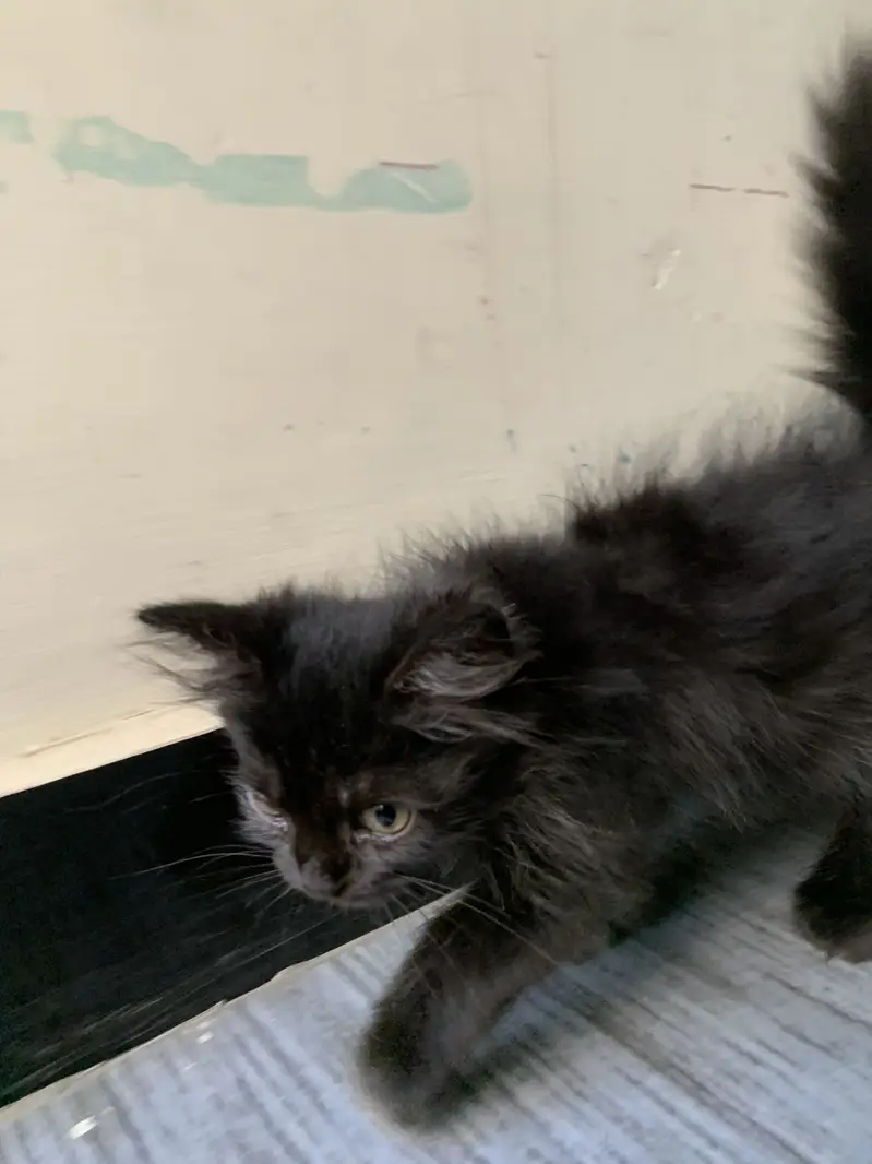 Persian kitten for sale — photo 2