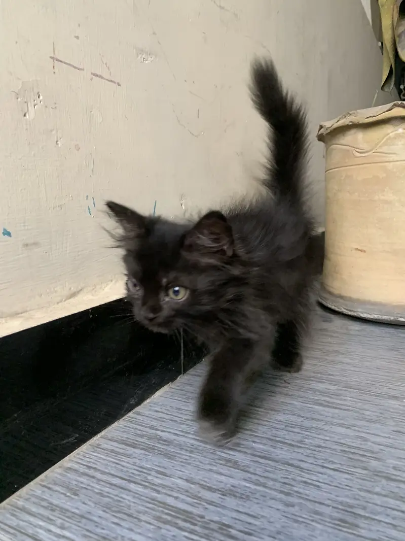 Persian kitten for sale — photo 3