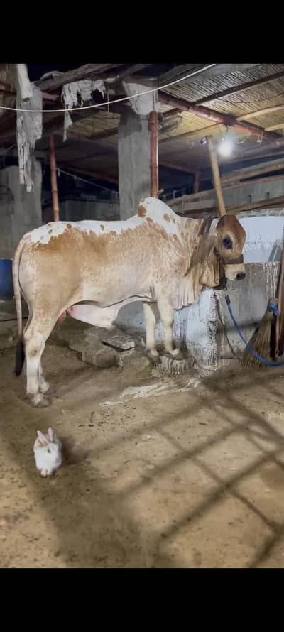 bichola bachra for 2027 qurbani