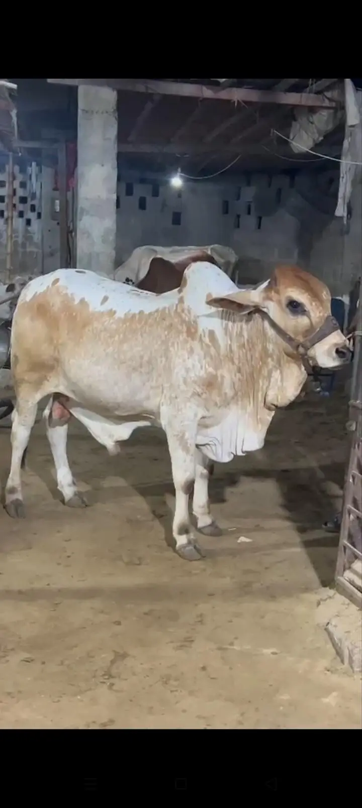bichola bachra for 2027 qurbani — photo 2
