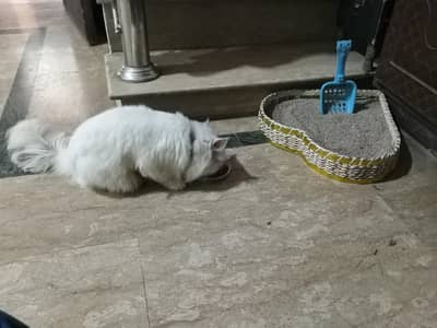 Persian cat