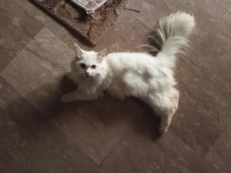 Persian cat — photo 2