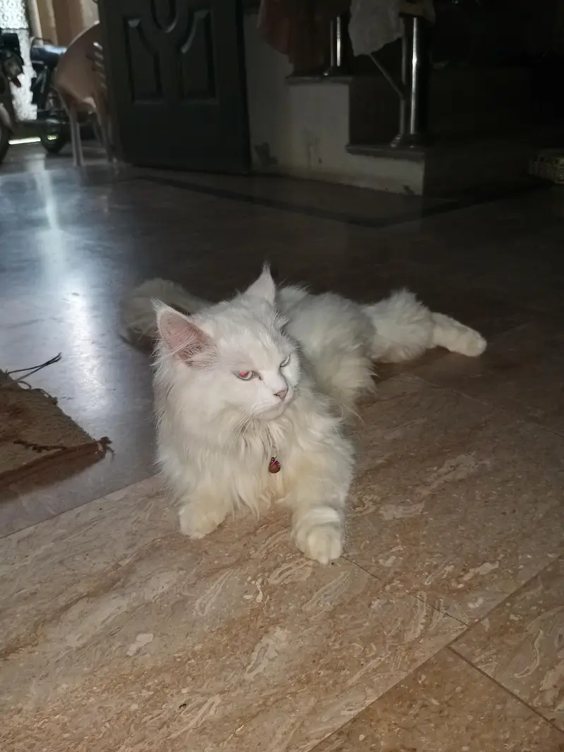 Persian cat — photo 3