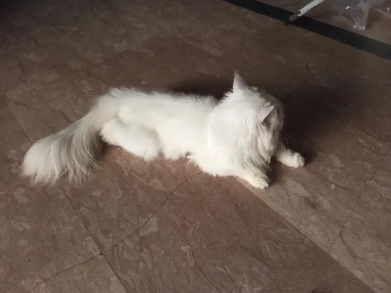 Persian cat — photo 4