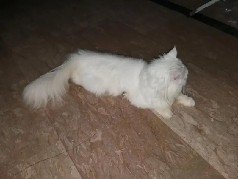 Persian cat — photo 5