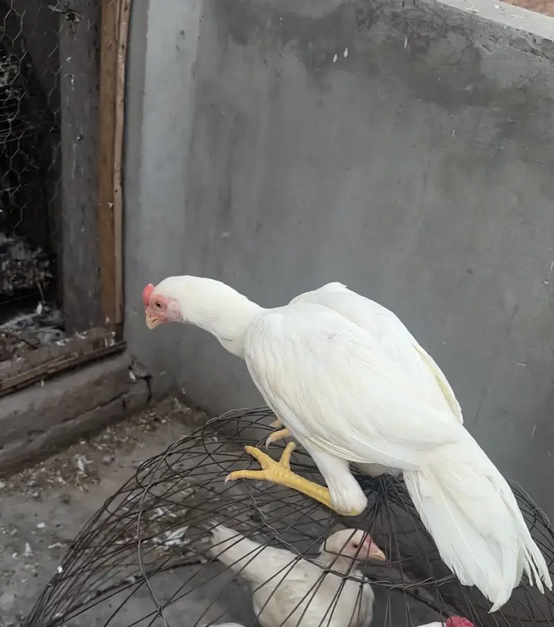 Pure White heera aseel — photo 2