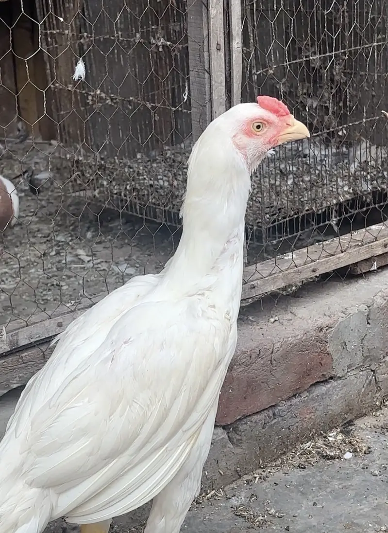 Pure White heera aseel — photo 3