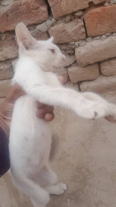 Russian cat