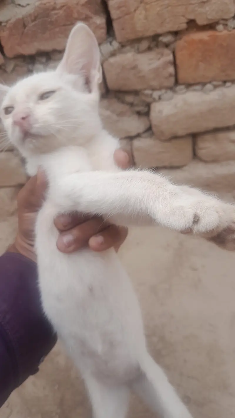 Russian cat — photo 2
