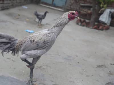 Dragon  aseel male patha fit and active