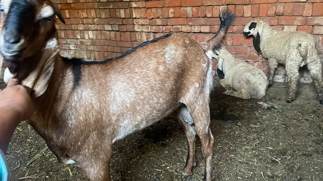 1 Bakra and 2 male sheep's — photo 2