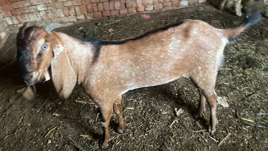 1 Bakra and 2 male sheep's — photo 3