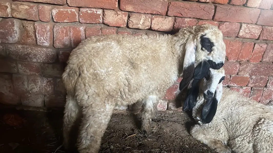1 Bakra and 2 male sheep's — photo 4