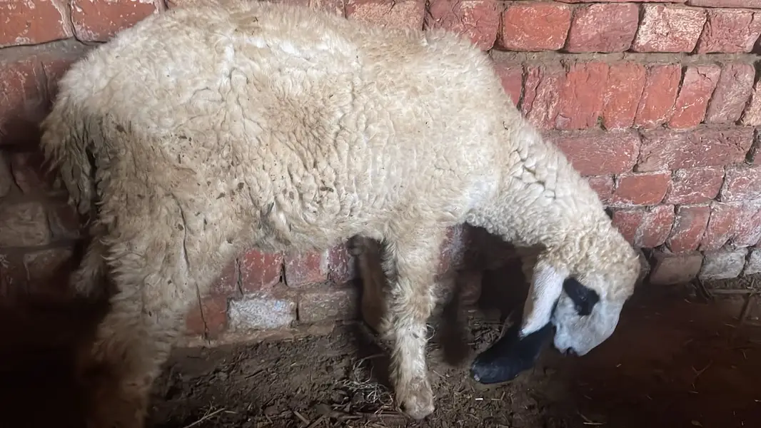 1 Bakra and 2 male sheep's — photo 5