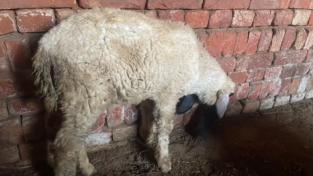 1 Bakra and 2 male sheep's — photo 6