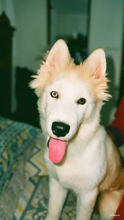 Husky COCO