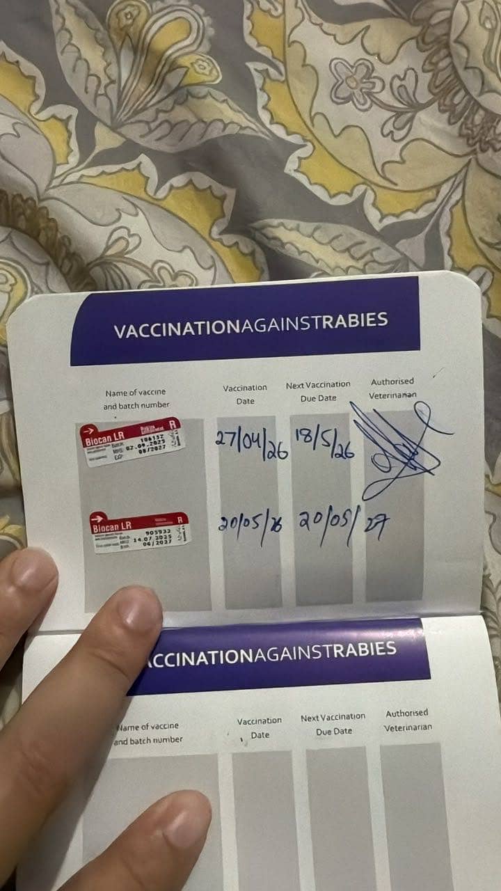 Husky COCO 2