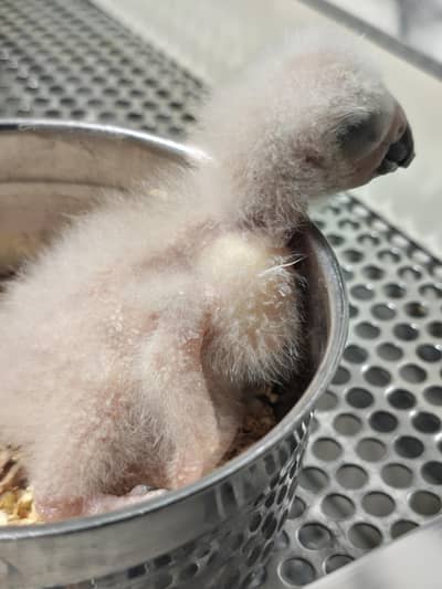 GREY parrot chick
