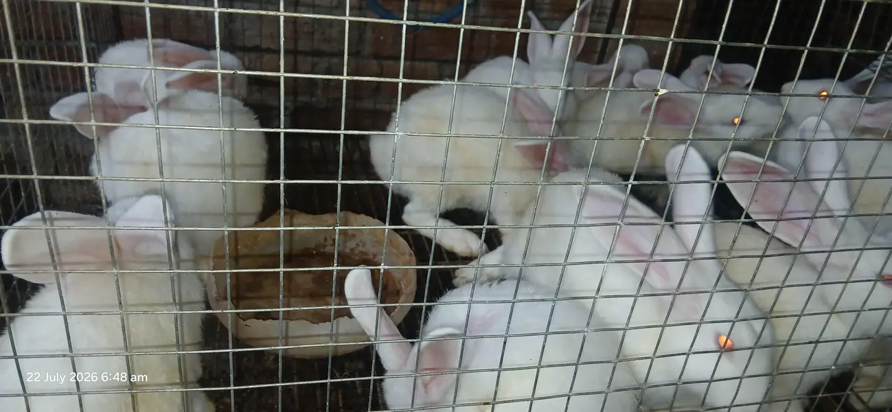 newzealand white bunnies