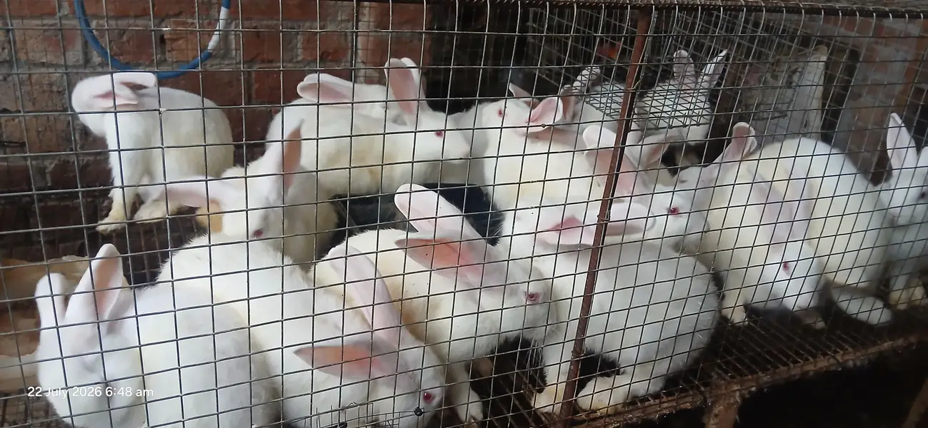 newzealand white bunnies — photo 2