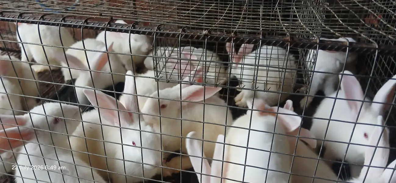 newzealand white bunnies — photo 3