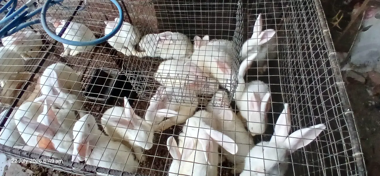 newzealand white bunnies — photo 4