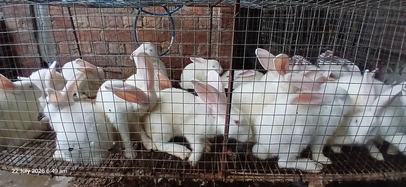 newzealand white bunnies — photo 5