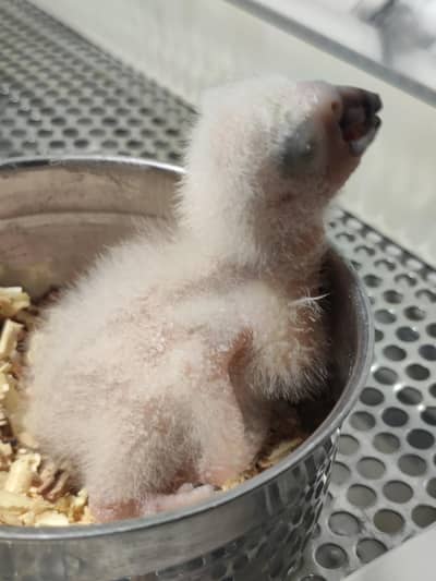 GREY parrot chick