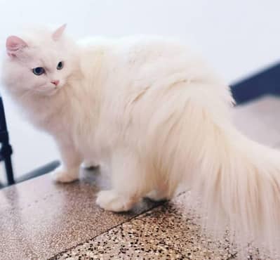 Persian cat blue eyes triple coated available for slae
