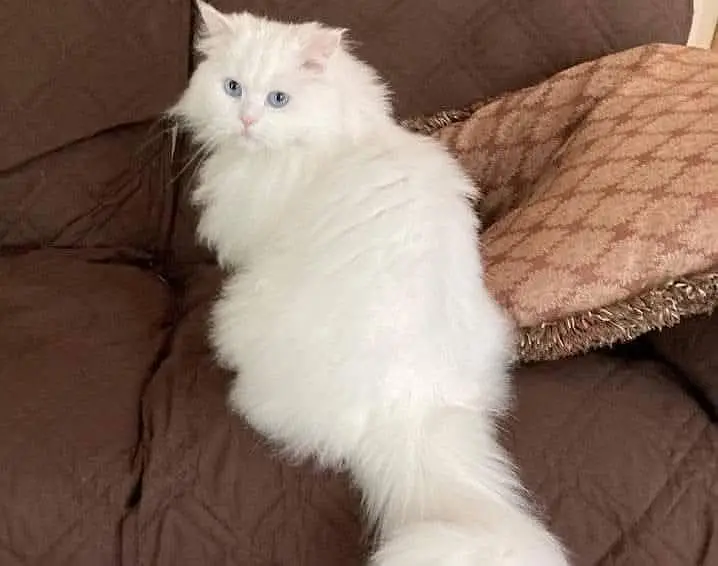 Persian cat blue eyes triple coated available for slae — photo 2