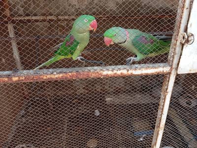 Raw pair full aektiv pair