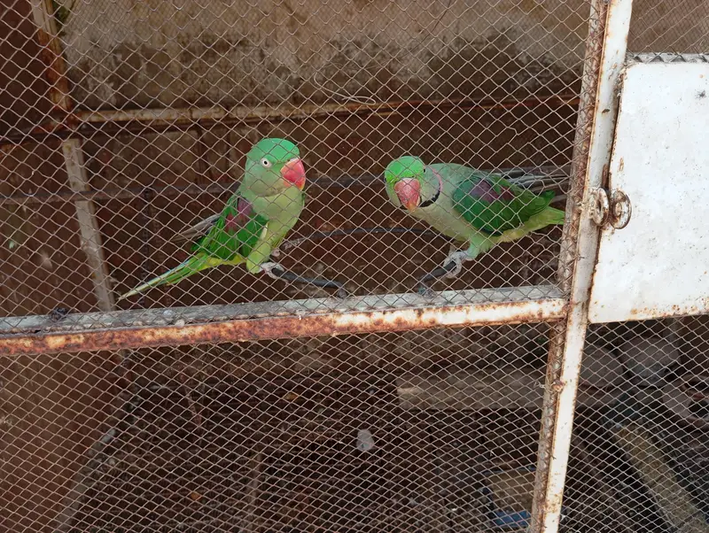 Raw pair full aektiv pair — photo 2